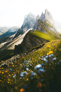 Alpine Bloom – Gipfelglück im Blütenmeer