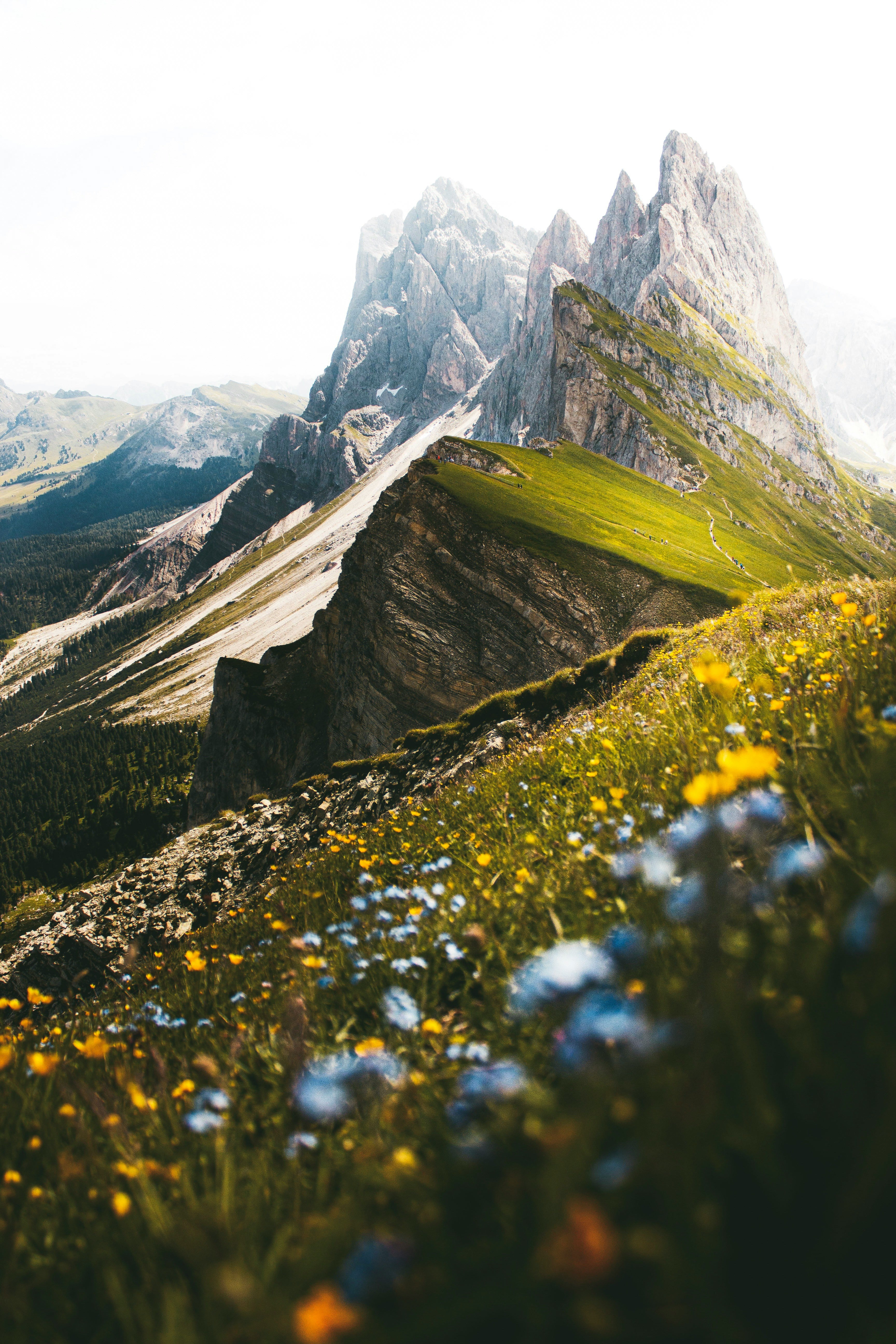 Alpine Bloom – Gipfelglück im Blütenmeer