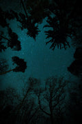 Midnight Canopy – Blick in die Unendlichkeit