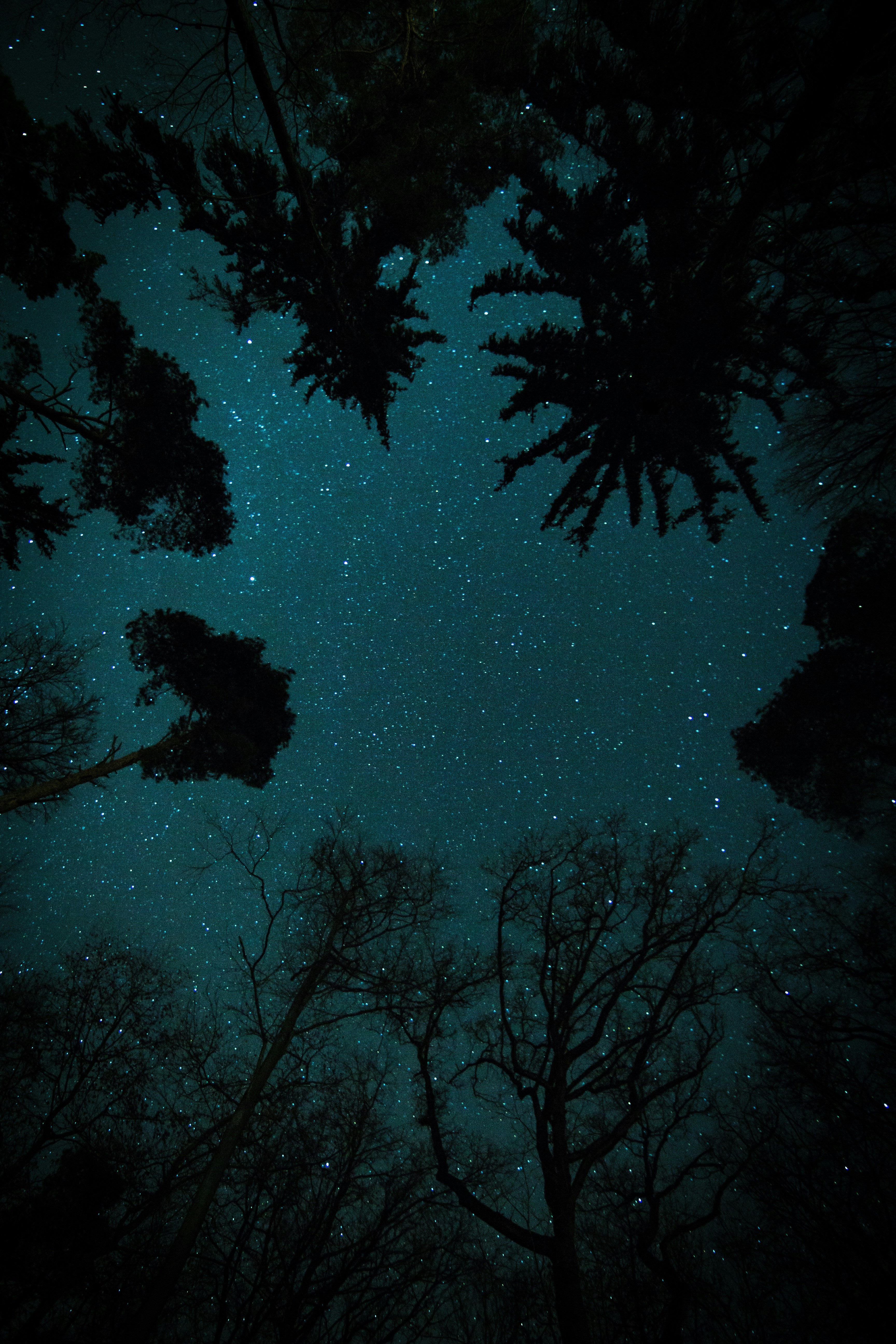 Midnight Canopy – Blick in die Unendlichkeit